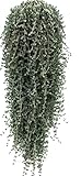 Barba di Giove drosanterum in fiore 50 cm