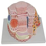 ALINZO Modello di Fibra Muscolare scheletrica-Fibre di collagene a Rete Anatomica Istologia ed embriologia-per Display di Studio in Aula di scienze