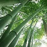 Saterkali Semi di bambù giganti, 200 pezzi Semi di bambù giganti Giardino Cortile Fattoria Campo Ombra Pianta Decorazioni per la casa Semi Di Bambù