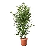 KENTIS - Bambusa Aurea - Bamboo Pianta Vera da Esterno - Bambù Piante per Giardino - H 145-170 cm Vaso Ø 24 cm